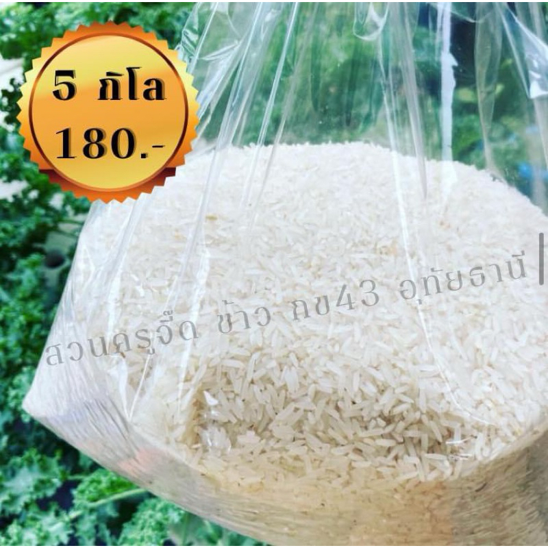 ข้าวขาว กข43 น้ำตาลน้อย