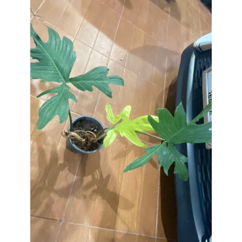 Philodendron Florida Ghost mint