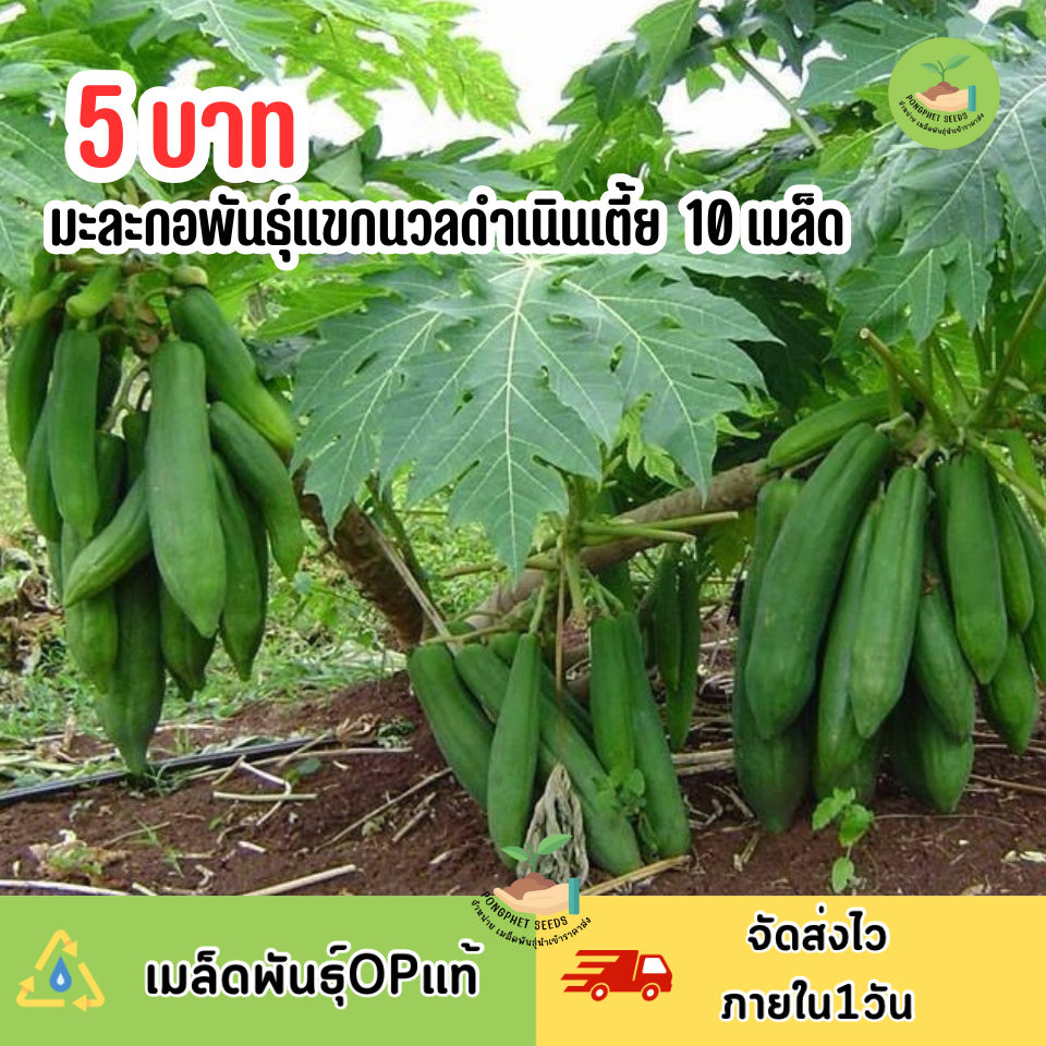 ราคาถูกที่สุด เมล็ดมะละกอแขกนวลดำเนินเตี้ย 10 เมล็ด