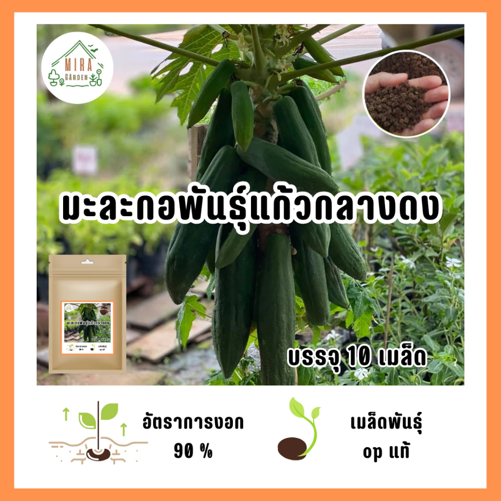 5บาท เมล็ดมะละกอพันธุ์แก้วกลางดง 10 เมล็ด