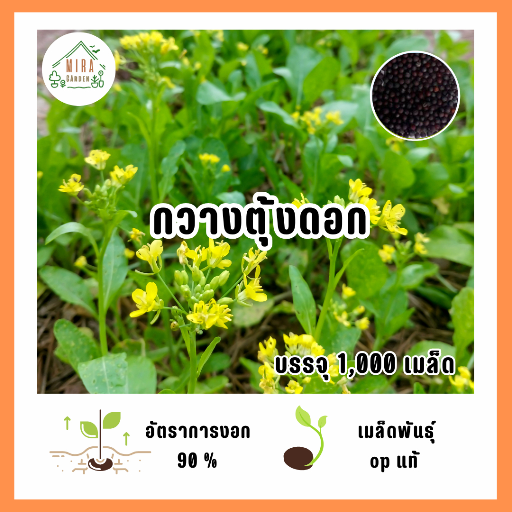 9บาท กวางตุ้งดอก 1,000 เมล็ด