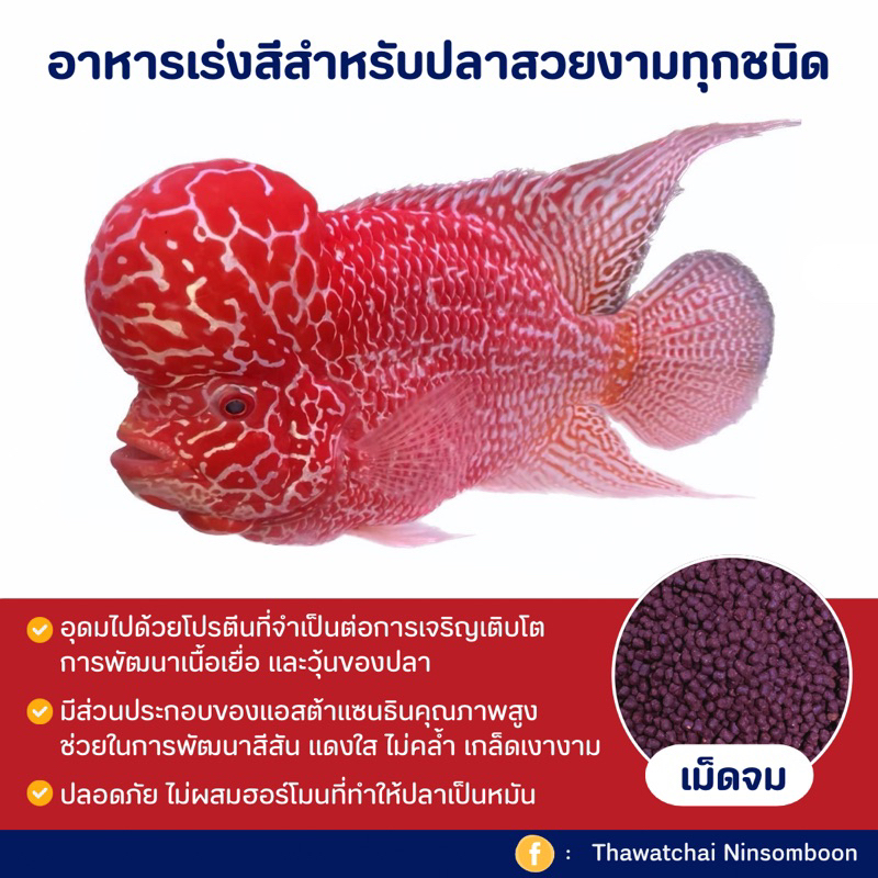 อาหารเร่งสี(เม็ดจม) เกรดพรีเมี่ยมสำหรับปลาหมอสี-ปลาทองเกรดประกวด