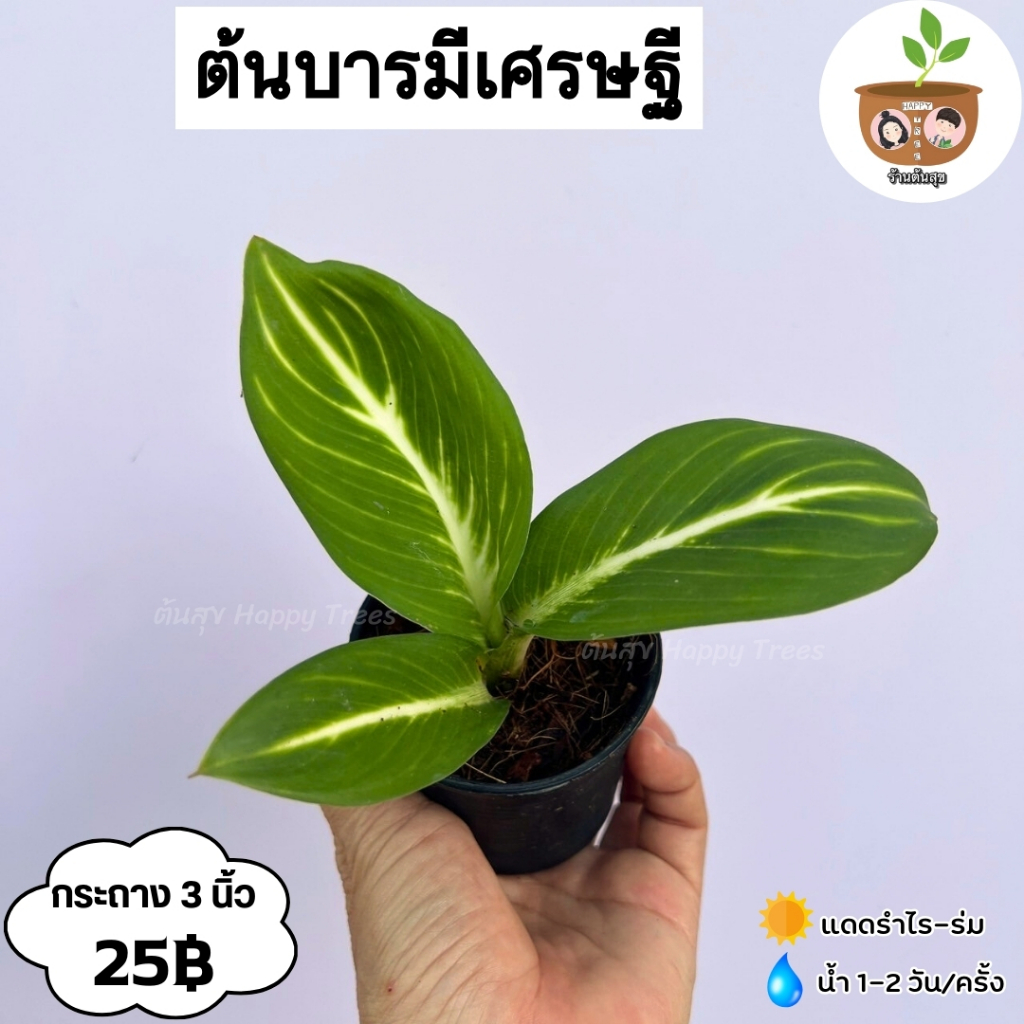 ต้นบารมีเศรษฐี จัดส่ง 2 ต้นขึ้นไป คละแบบได้