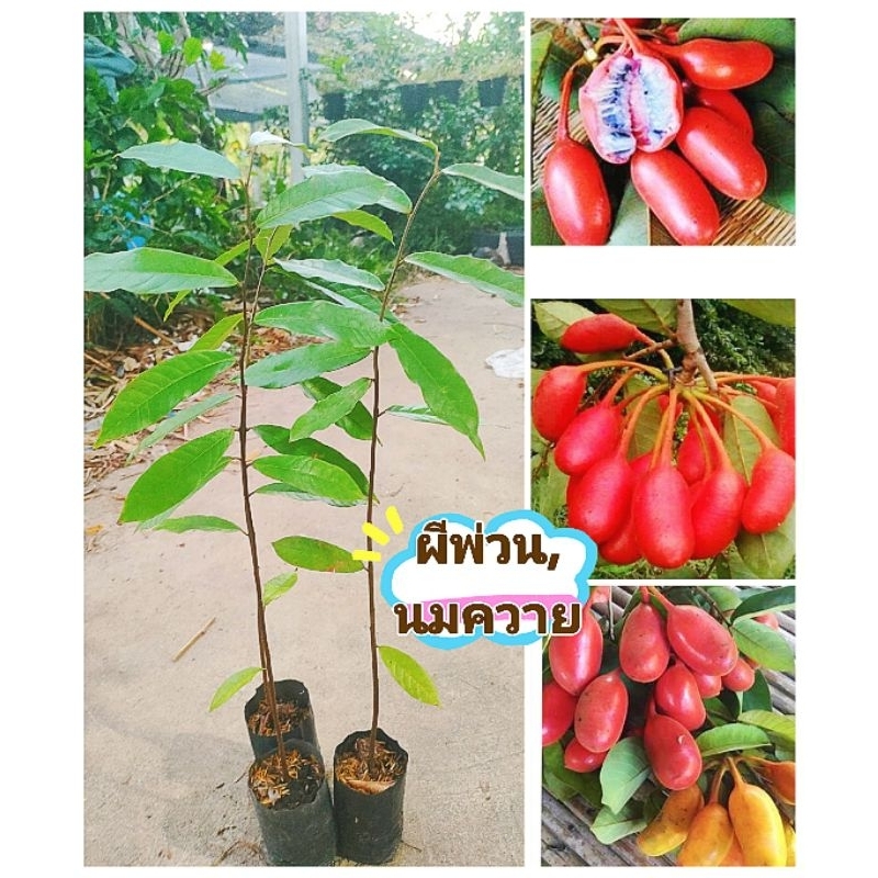 ต้นผีพ่วน ,ต้นนมควาย ผลไม้ป่าหายาก ต้นพันธุ์เเข็งเเรงพร้อมปลูก สินค้าเสียหายยินดีเคลมฟรี