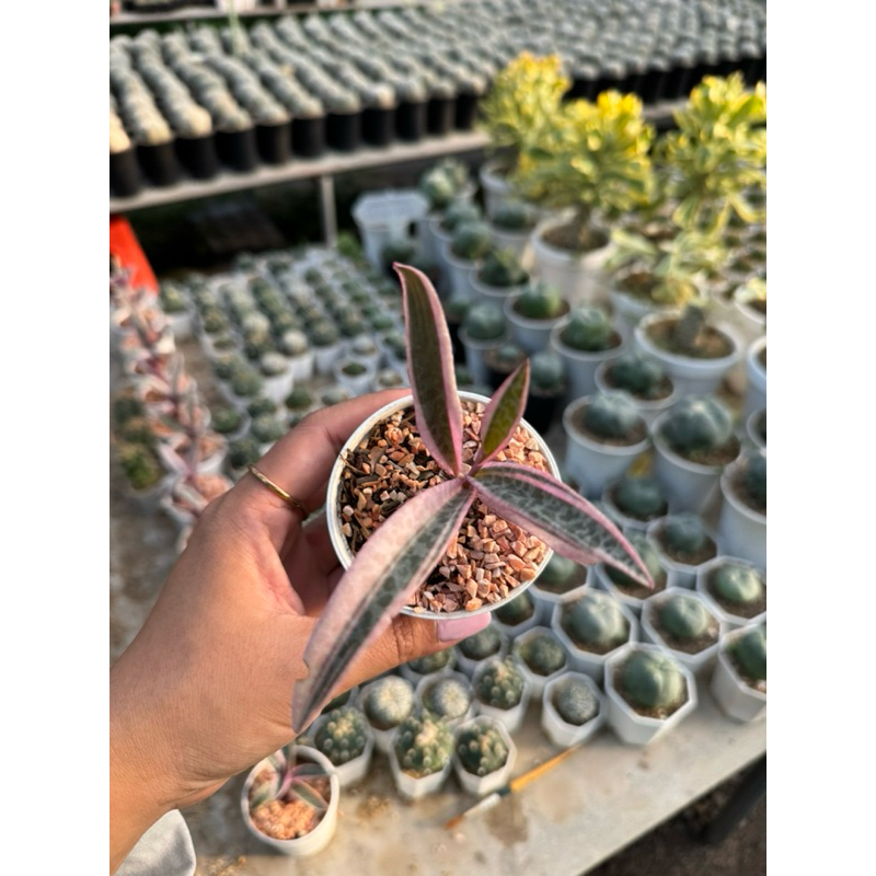 หอมทะเลทรายด่างชมพู สวยมาก กระถาง3“นิ้ว Ledebouria socialis variegata
