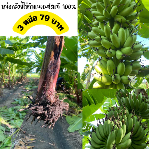 หน่อกล้วยไข่พันธุ์กำแพงเพชรแท้💯 ซื้อ3หน่อราคา 79 บาท ขุดใหม่