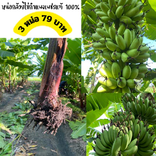 หน่อกล้วยไข่พันธุ์กำแพงเพชรแท้💯 ซื้อ3หน่อราคา 79 บาท ขุดใหม่