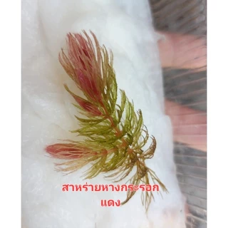 ชุดเซตจอกแหนจอกแดงญี่ปุ่นจอกเขียวอเมซอนแหนแดงไมโครฟิลล่าจอกใบมะขามแหนเป็ดเล็กใหญ่จัดชุด