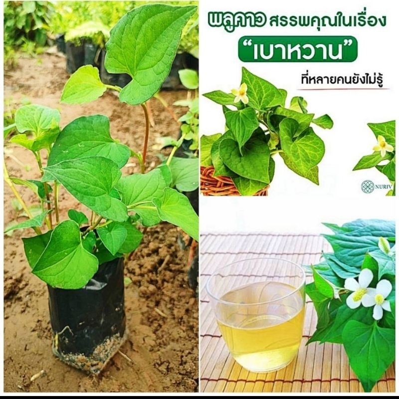 พลูคาว สมุนไพรต้านไวรัสโควิด ช่วยสร้างภูมิต้านทานให้ร่างกายสามารถทานสด หรือ ต้มน้ำดื่มก็ได้สมุนไพรคู่ครัวเรือน