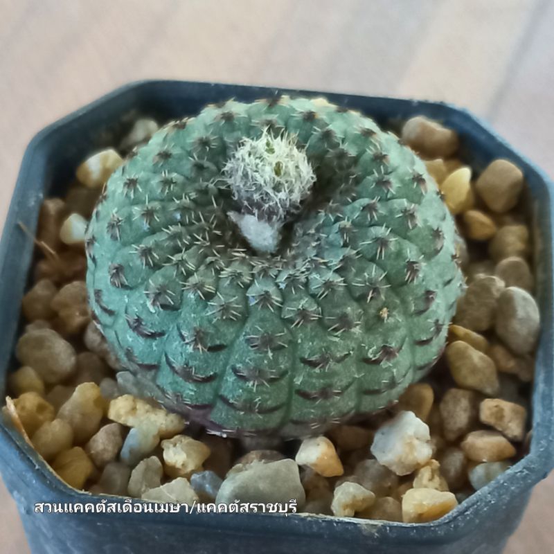 เฟรเลีย คาตาแพรคตา Frailea Cataphracta ขนาดกระถาง 2 นิ้ว ซื้อขั้นต่ำ 50 บ. คละได้ทั้งร้าน