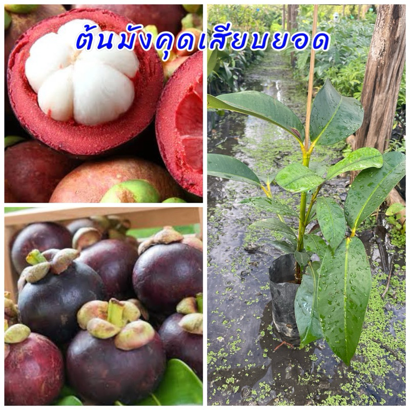 ต้นมังคุด เสียบยอด ปลูกได้ทุกพื้นที่ ขนาดต้น 40ซม.ต้นพันธุ์แข็งแรง