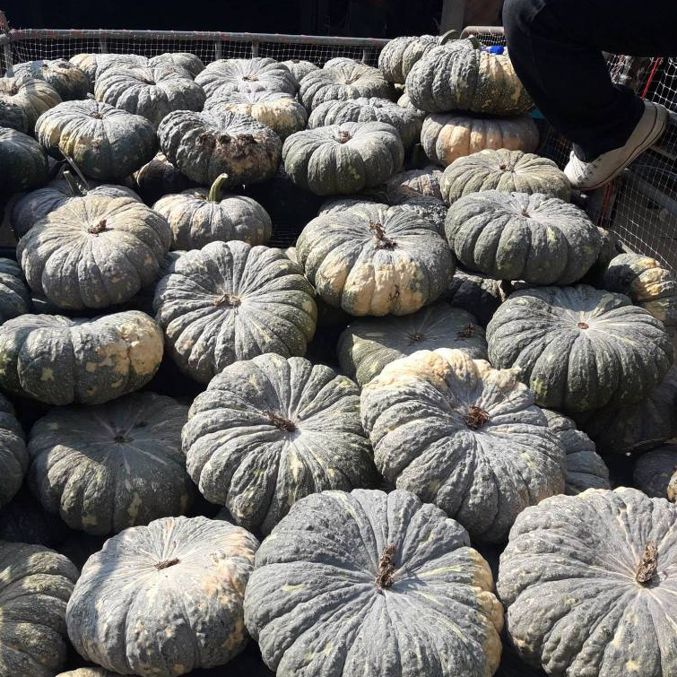 ฟักทอง ทองอำพัน 426  บรรจุ 50 เม็ลด