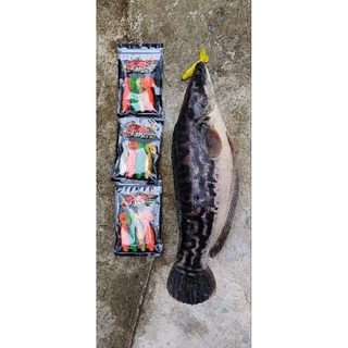 ปลายางหมูสไลด์คละสี(Skriping)แพ็คเกจใหม่พร้อมสติ๊กเกอร์ มีทั้ง 5 ตัวขอ2และ 3 ตัวขอ1 สุดคุ้ม คุณภาพดี
