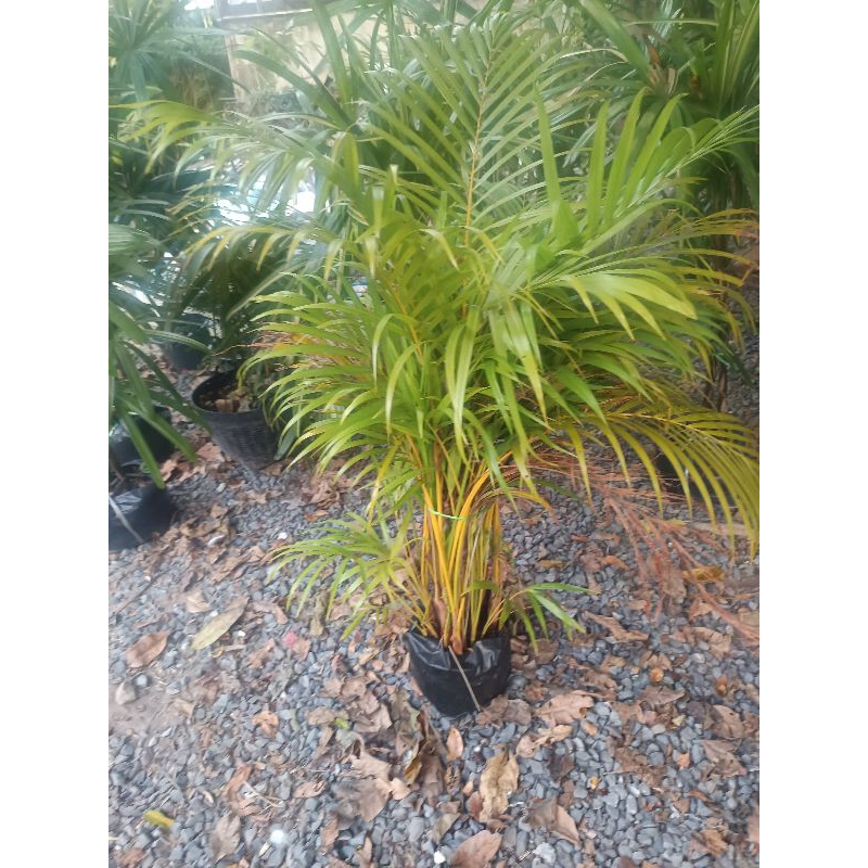 ต้นหมากเหลือง Golden Cane Palm กอใหญ่ สูงเกิน 1.5 เมตร ต้นไม้มงคล ต้นไม้สายมู ต้นไม้ฟอกอากาศ ประดับสถานที่สวยงาม