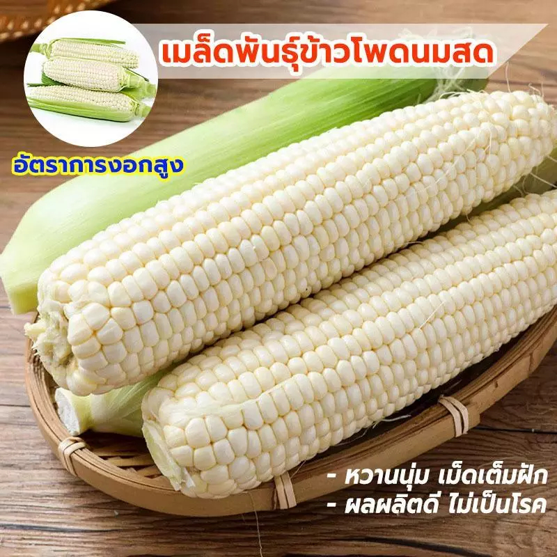 ข้าวโพดนมสด เมล็ดข้าวโพดพันธ์ุนมสด ข้าวโพดหวาน น่าปลูก อร่อย น่าทาน หายาก บรรจุ ซองละ 20 เมล็ด