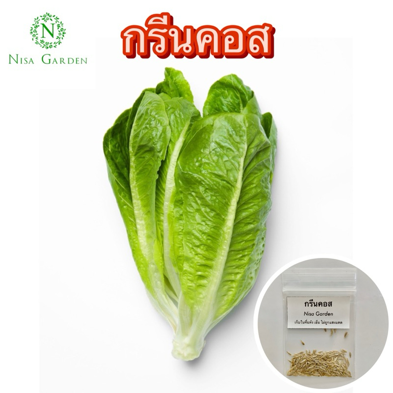 Nisa Garden เมล็ดผักสลัด กรีนคอส เขียวขาว กรอบ 100-200 เมล็ด 🔥(ซื้อ 5 ฟรี 1 )🔥