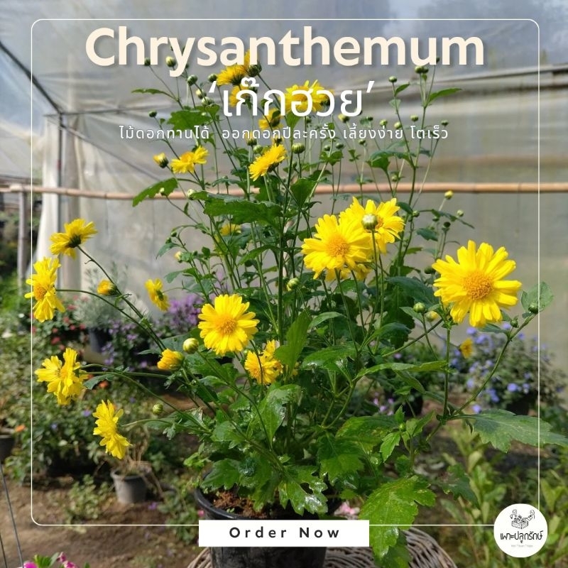 ต้นดอกเก๊กฮวย หรือ เบญจมาศสวน (Chrysanthemum) F51 #ดอกสีเหลือง ดอกไม้ทานได้