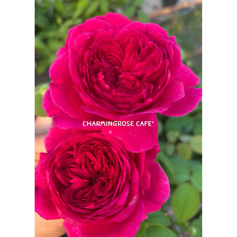 William Shakespeare 2000 (Ws2000) วิลเลี่ยม 2000 ไม้พุ่ม ดอกสีแดงก่ำ หน้าดอกห้อยสวย เป็นกุหลาบเก่า ก