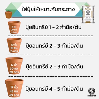 [[แบ่งขาย 950 กรัม]] ปุ๋ยอินทรีย์สิงห์ทอง แสนราชสีห์ ปุ๋ยบำรุงดิน เร่งโต เพิ่มใบเขียว เสริมแร่ธาตุทำให้ดินร่วนซุย