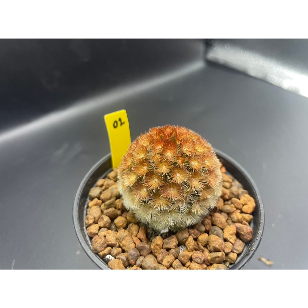 Mammillaria carmenae MIX แมมมิลาเรีย คามิเน่ ไม้เมล็ด - รูปที่ 2