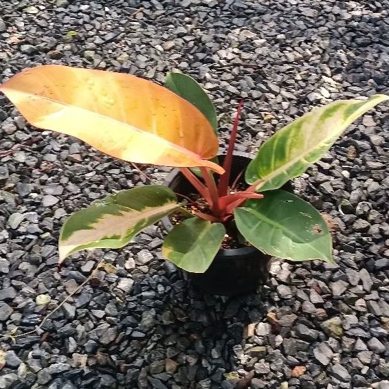 กุมารส้มเรียกทรัพย์ ไม้มงคล ไม้ฟอกอากาศ Philodendron prince of orange