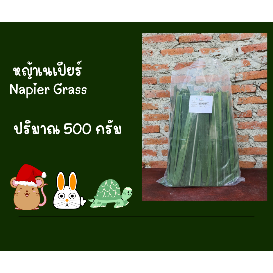 ใบหญ้าเนเปียร์สด500กรัมใหม่ปลอดสารพิษสำหรับสัตว์ฟันแทะเต่ากระต่ายหนูแกสบี้ 500 กรัม