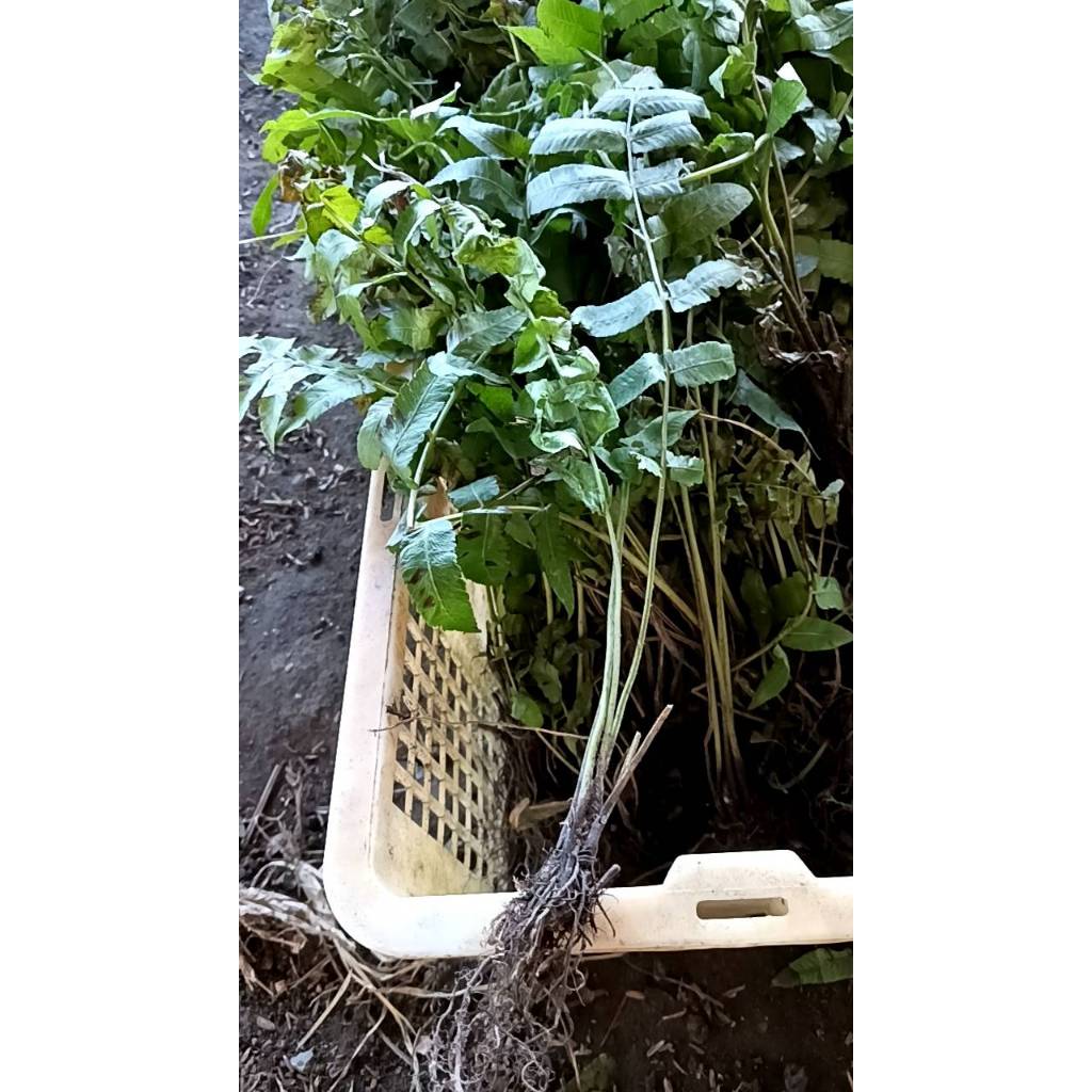 ต้นกล้า ผักกูด ต้นละ 12 บาท พร้อมปลูก  กูดกิน กูดครึ ผักกูดขาว ผักกูด - รูปที่ 4