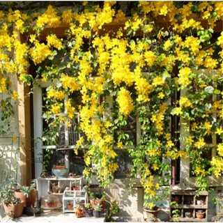 เหลืองชัชวาล ไม้เลื้อยปลูกง่าย โตไว ออกดอกสีเหลืองอร่ามได้ทั…