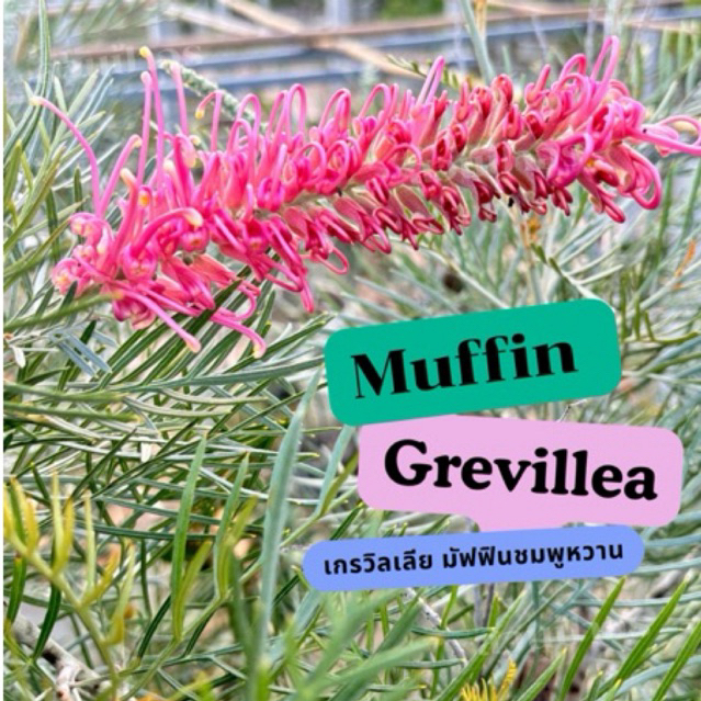 ขายกิ่งพันธุ์กิ่งทาบ “Grevillea Muffin” (สนเกรวิลเลียมัฟฟิน ชมพูหวาน) ออกดอกทั้งปี สูงประมาณ 60-80cm.