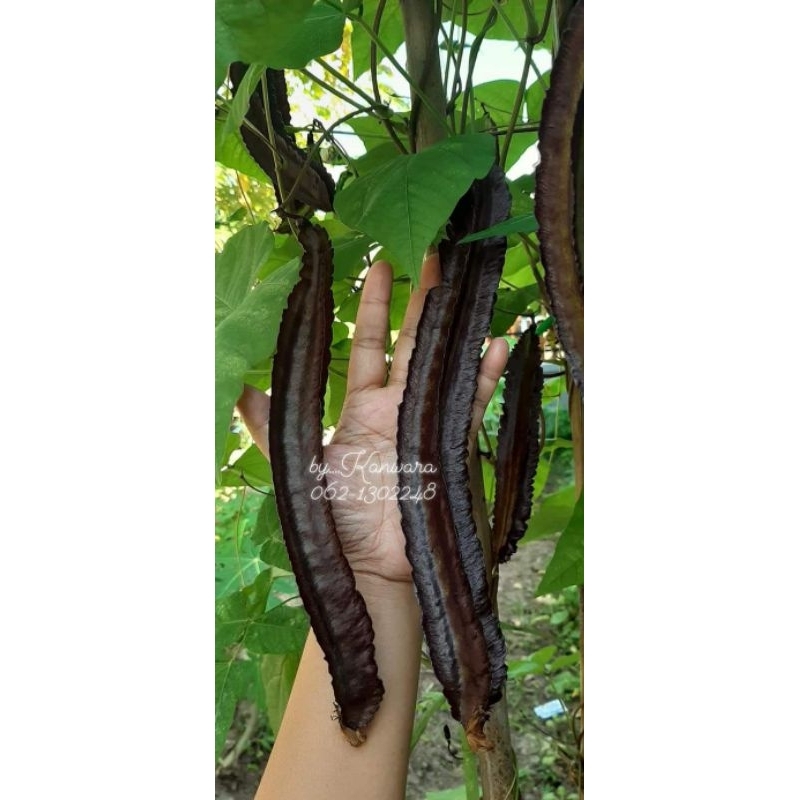 เมล็ดถั่วพูสีม่วง 29บาท บรรจุ10เมล็ด