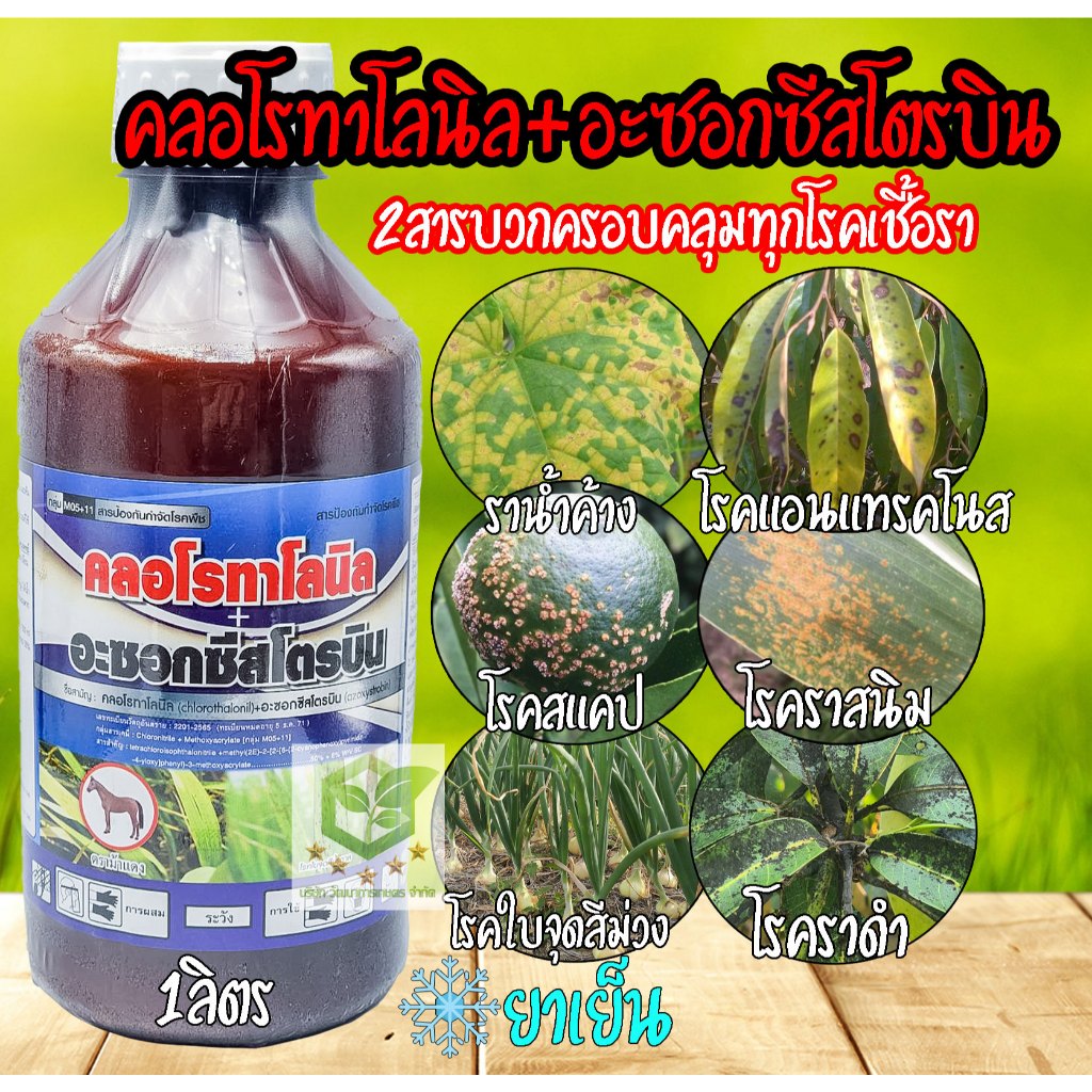 คลอโรทาโลนิล + อะซอกซีสโตรบิน 1ลิตร   โรคราน้ำค้าง โรคราสนิม โรคราดำ โรคใบจุด โรคแอนแทรคโนส โรคเมลาโนส อฟินโต คลอโรบิน