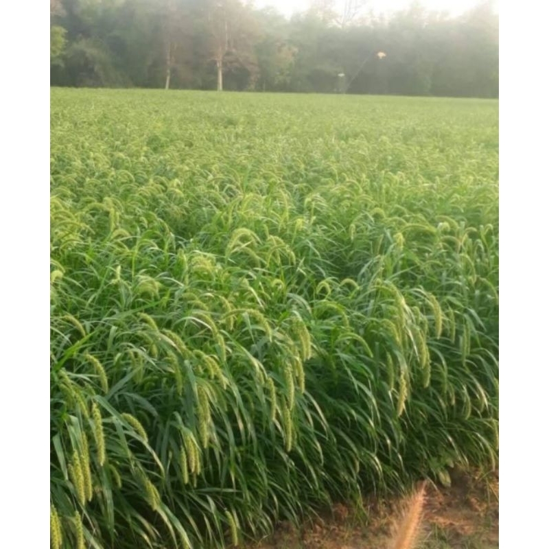 #เมล็ดหญ้าอิตาเลี่ยน ปี68 #เมล็ดพันธุ์หญ้าอิตาเลี่ยน #เกรียงศักดิ์พันธุ์หญ้าสกลนคร #หญ้าเลี้ยงวัว - รูปที่ 7