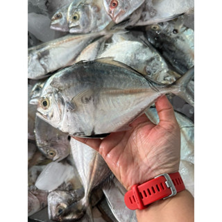 ปลามงหน้านวล 5-6 ตัวต่อกิโล