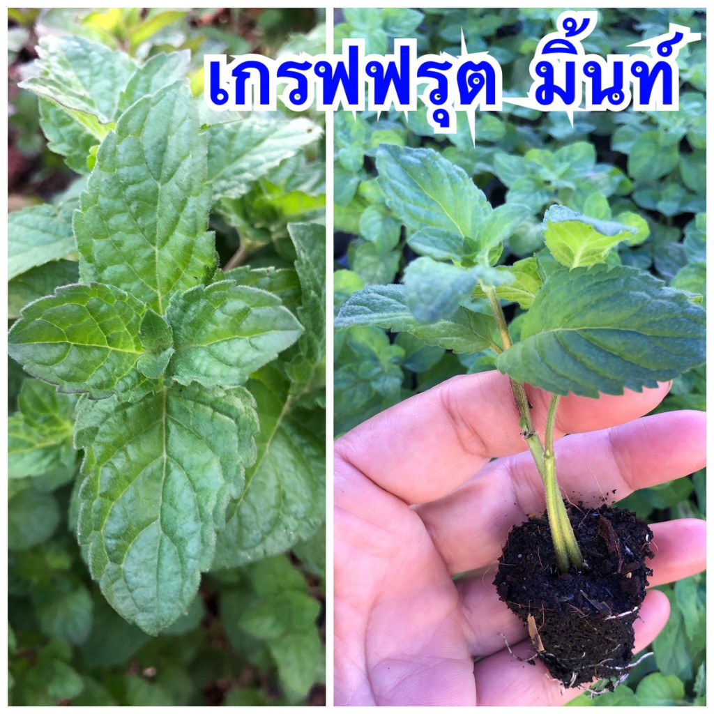 Grapefruit Mint เกรฟฟรุต มิ้นท์  🍃😍🍃กลิ่นหอมคล้ายส้ม *ปักชำแล้ว มีรากพร้อมปลูก*