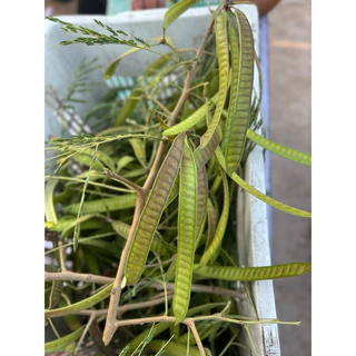 ฝักกระถินแก่ สำหรับแกะเม็ดใส่ส้มตำ น้ำหนัก 1 กิโลกรัม