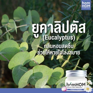 HomHom หอมหอม เทอรา เฮิร์บ บาล์ม 20 กรัม (ยูคาลิปตัส หอมแดง กลิ่นคาโมมายล์ โรสแมรี่)