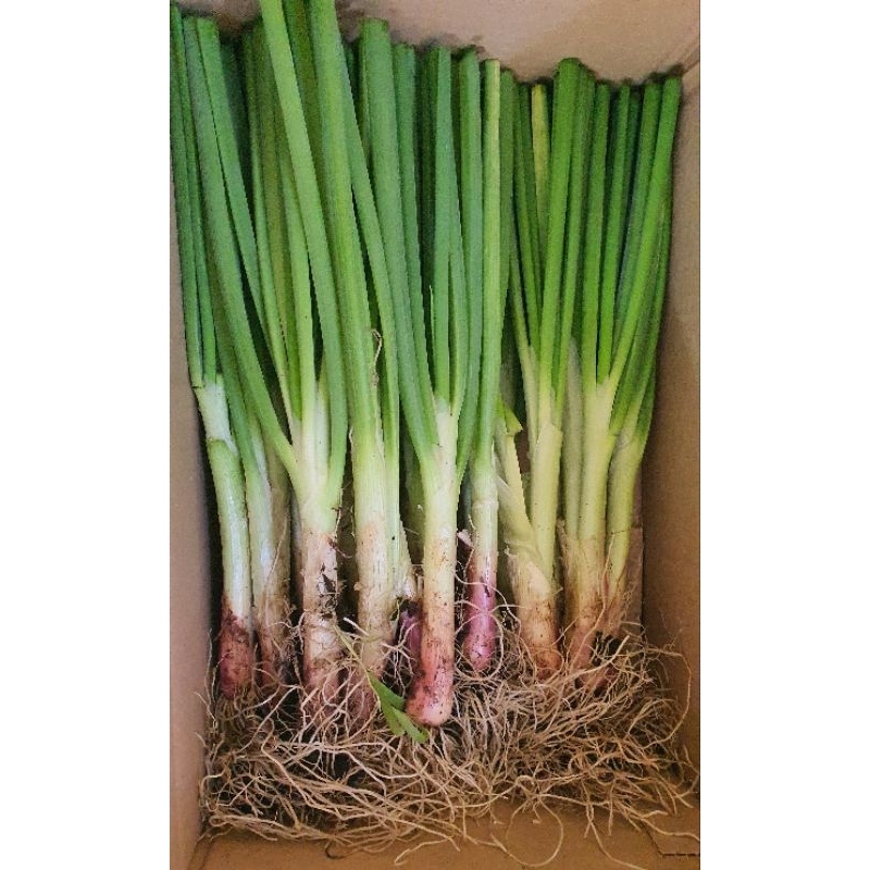 ต้นพันธุ์หอมบั่วเลย ชุด 1 กิโล