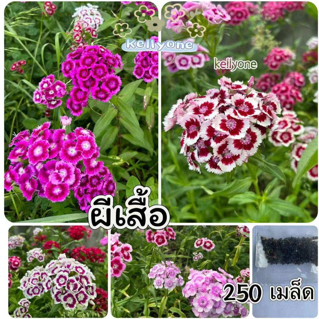 เมล็ดพันธุ์ ดอกผีเสื้อคละสี 250 เมล็ด  Dianthus chinensis  เมล็ดนำเข้า