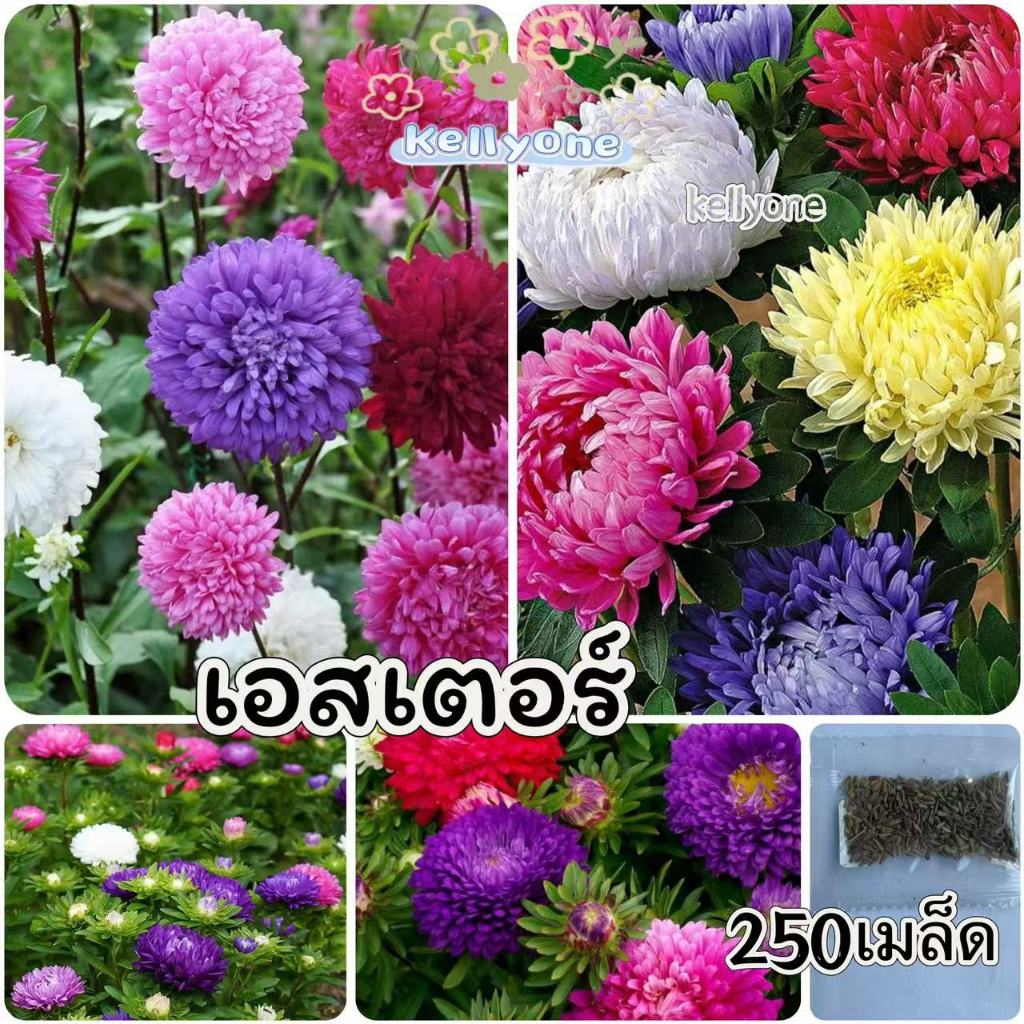 🌱🌻เมล็ดดอกเอสเตอร์ ดอกสวย ปลูกง่าย โตไว จำนวน 250 เมล็ด🌸🌻