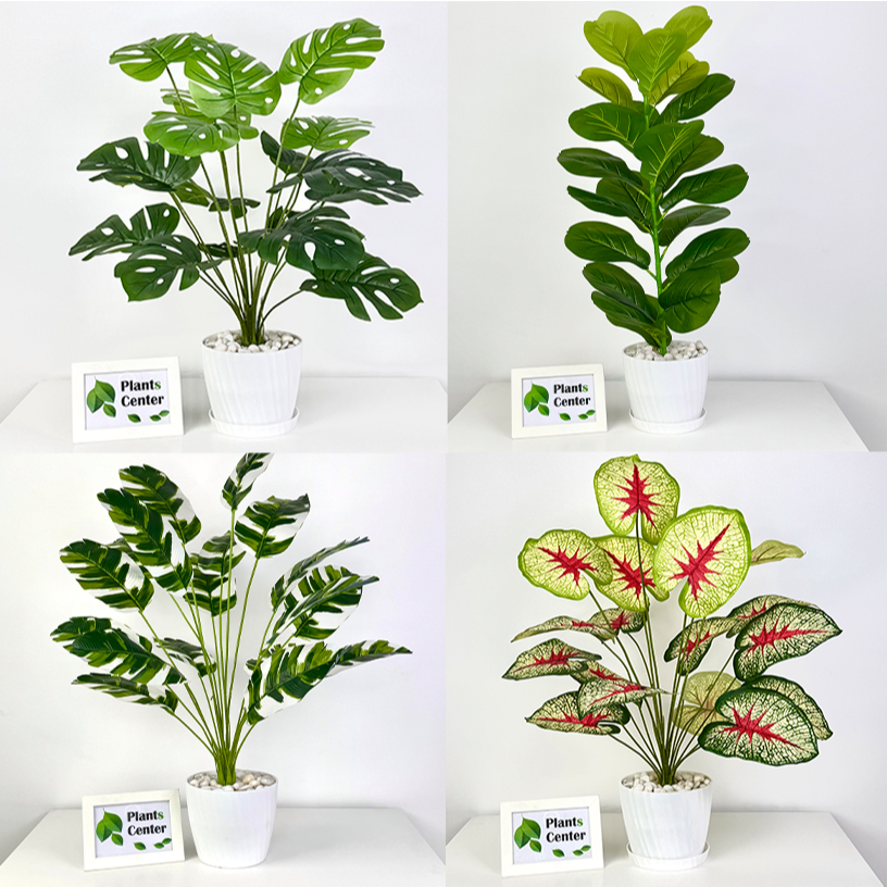 PlantsCenter P005 ต้นไม้ปลอม(ฟรีหินโรย)ต้นไทรใบสัก มอนสเตอร่า ฯลฯ สูง40-105ซม.พร้อมกระถางและหินสีขาว