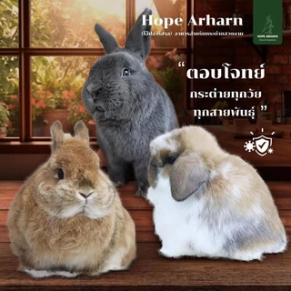 MAYL Hope Arharn อาหารกระต่ายเกรดพรีเมี่ยมจากมายล 👉กดติดตามรับโค้ดลด👈