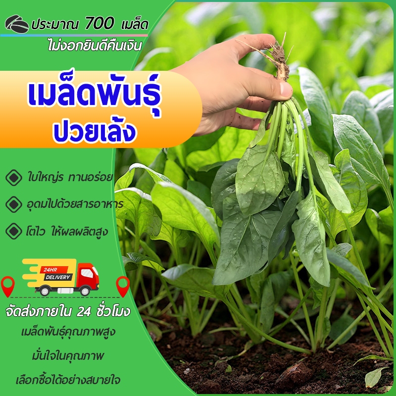 700 เมล็ด เมล็ดพันธุ์ ปวยเล้งเมล็ดปวยเล้งเมล็ดพันธุ์เมล็ดผักต้นไม้มงคลปลูกง่าย