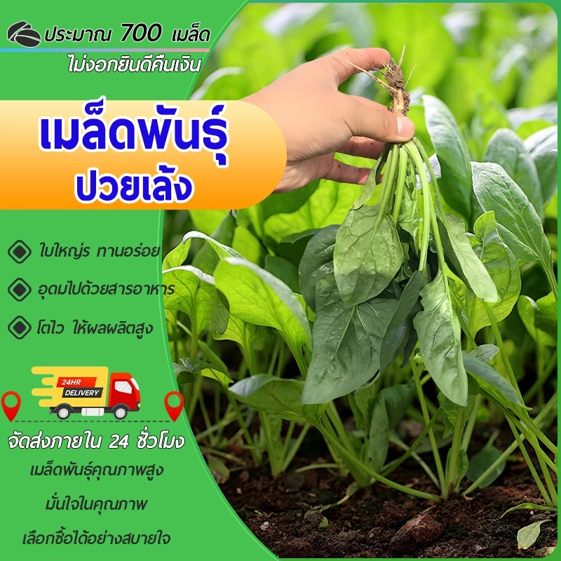 700 เมล็ด เมล็ดพันธุ์ ปวยเล้งเมล็ดปวยเล้งเมล็ดพันธุ์เมล็ดผักต้นไม้มงคลปลูกง่าย