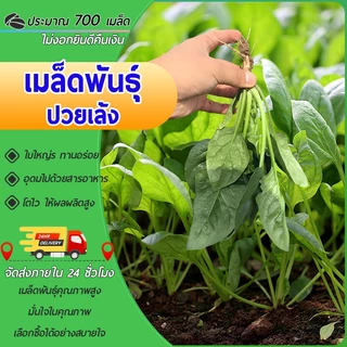 700 เมล็ด เมล็ดพันธุ์ ปวยเล้งเมล็ดปวยเล้งเมล็ดพันธุ์เมล็ดผักต้นไม้มงคลปลูกง่าย