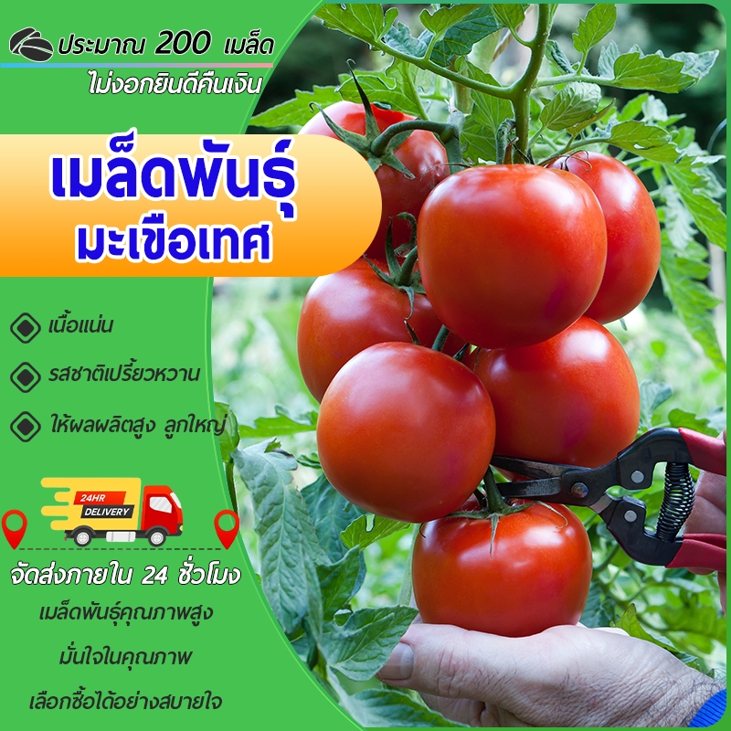 เมล็ดพันธุ์มะเขือเทศ ประมาณ 200 เมล็ด พันธุ์เนื้อ โตไว ผลดก