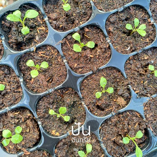 1แถม1 เมล็ดผักนำเข้า เมล็ดไวลด์ร็อกเก็ต อารูกูล่า Wild Arugula, Rocket (Organic Seed) รอคเก็ต Roquette ปันอินทรีย์
