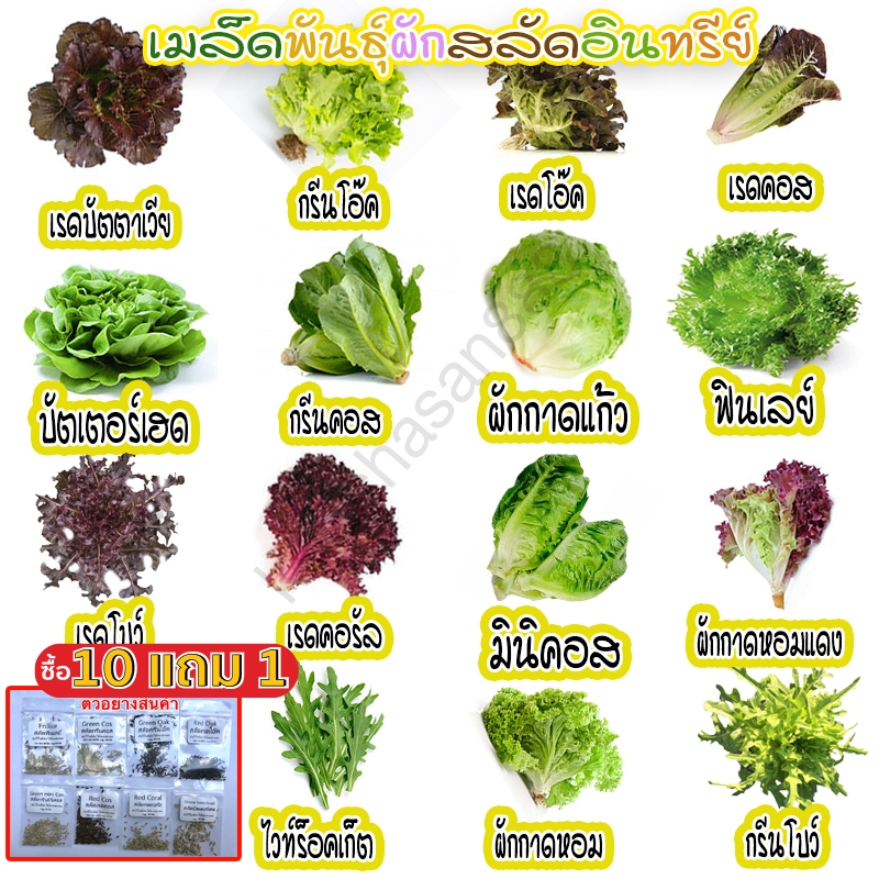 ผักสลัดอินทรีย์ 20-300 เมล็ด มีคู่มือการปลูก เมล็ดพันธุ์ ฟินเลย์ กรีนคอส เรดคอส กรีนโอ๊ค เรดโอ๊ค มินิคอส ผักกาดแก้ว