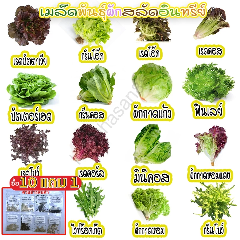 ผักสลัดอินทรีย์ 20-300 เมล็ด มีคู่มือการปลูก เมล็ดพันธุ์ ฟินเลย์ กรีนคอส เรดคอส กรีนโอ๊ค เรดโอ๊ค มินิคอส ผักกาดแก้ว