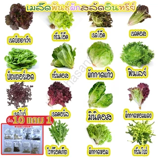 ผักสลัดอินทรีย์ 20-300 เมล็ด มีคู่มือการปลูก เมล็ดพันธุ์ ฟินเลย์ กรีนคอส เรดคอส กรีนโอ๊ค เรดโอ๊ค มินิคอส ผักกาดแก้ว