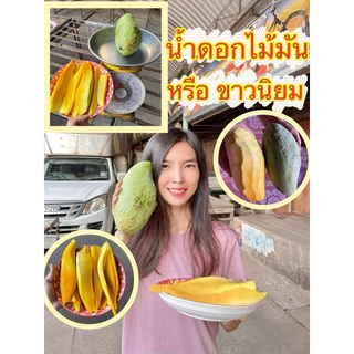 #ต้นมะม่วงน้ำดอกไม้มัน หรือขาวนิยม พันธุ์ทวาย ((เสียบยอด))สูง50-60เซน 1 ปีติดผล
